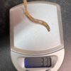 Gold in Quartz with Nugget Pendant - PBSP1394NQ - Image 6
